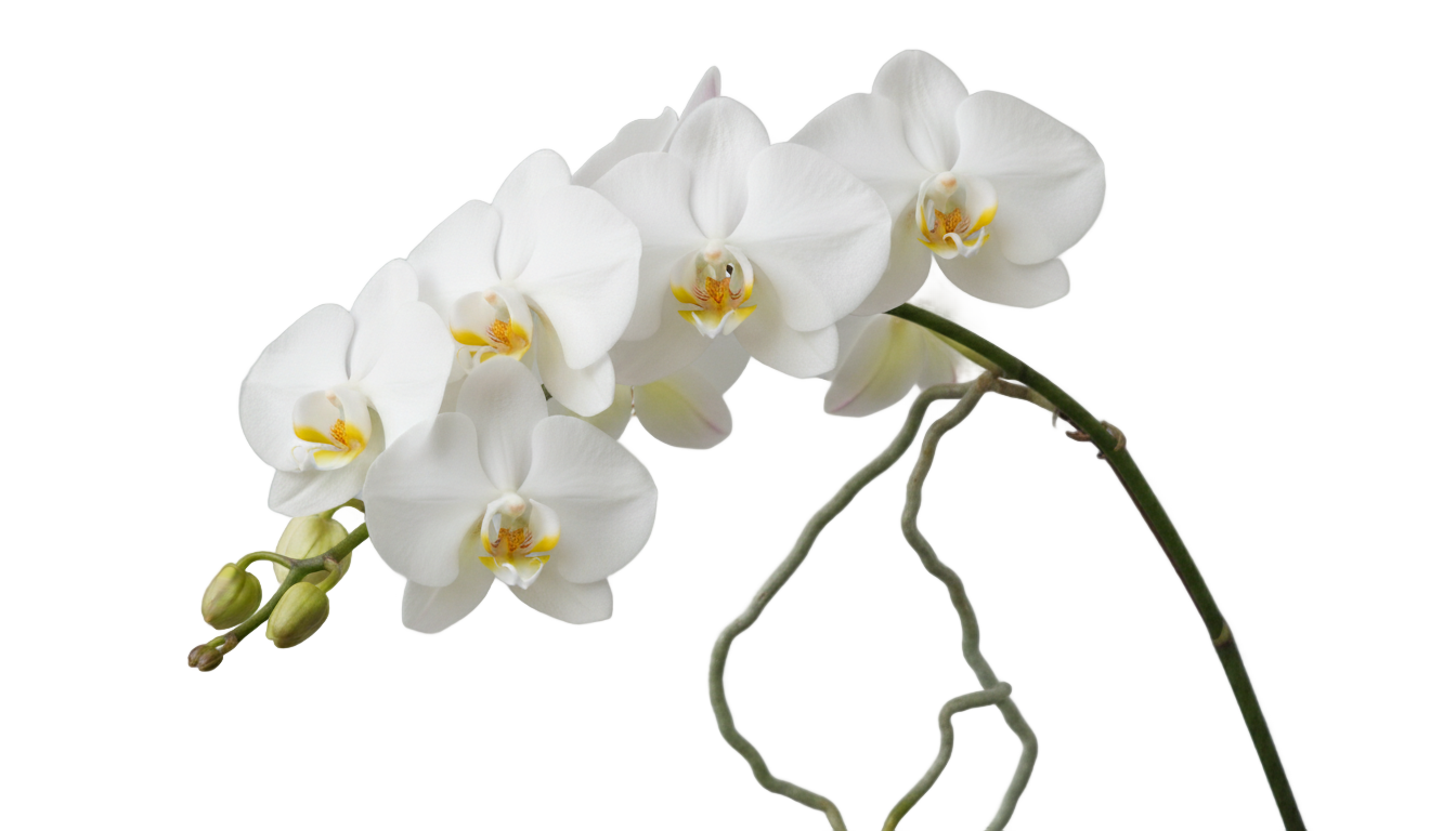 white phalaenopsis orchid png PNG transparent background