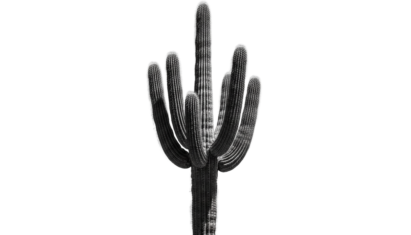 cactus png blanco y negro PNG transparent background