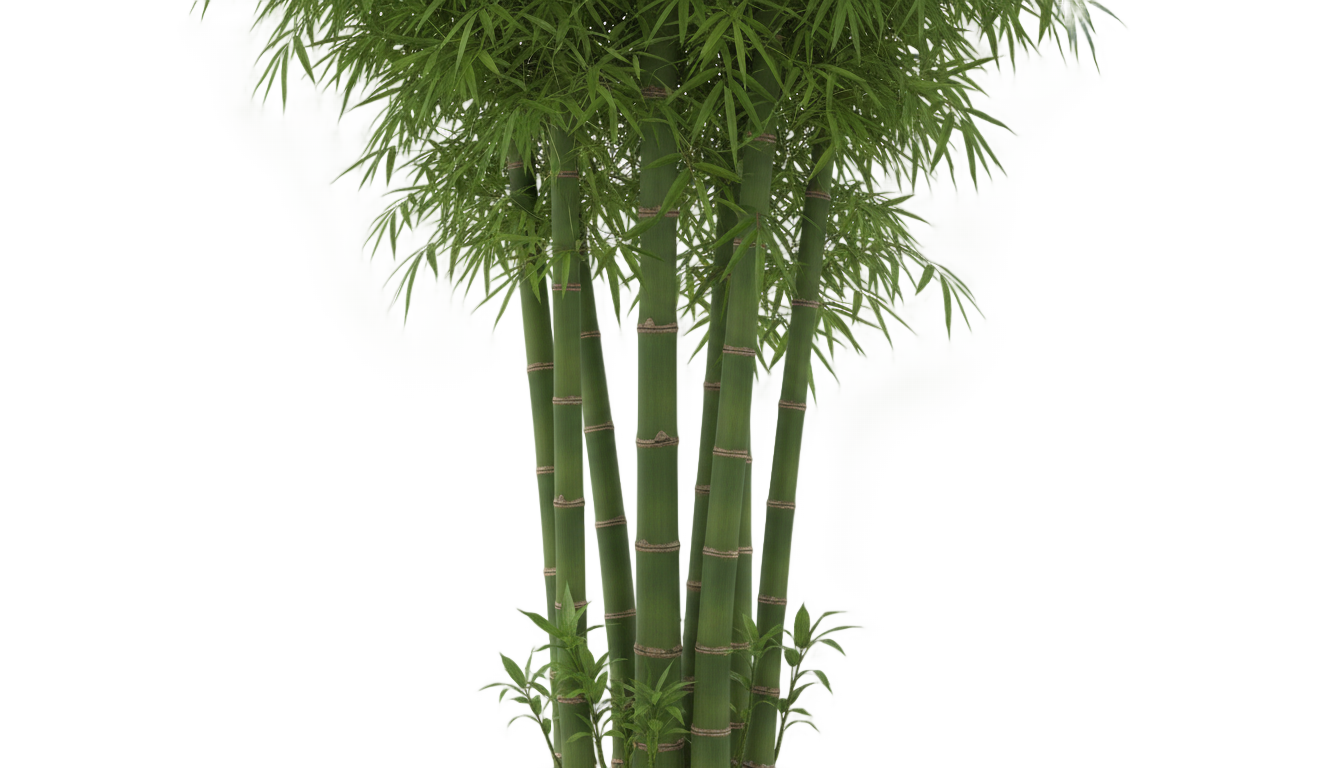 real bamboo png PNG transparent background