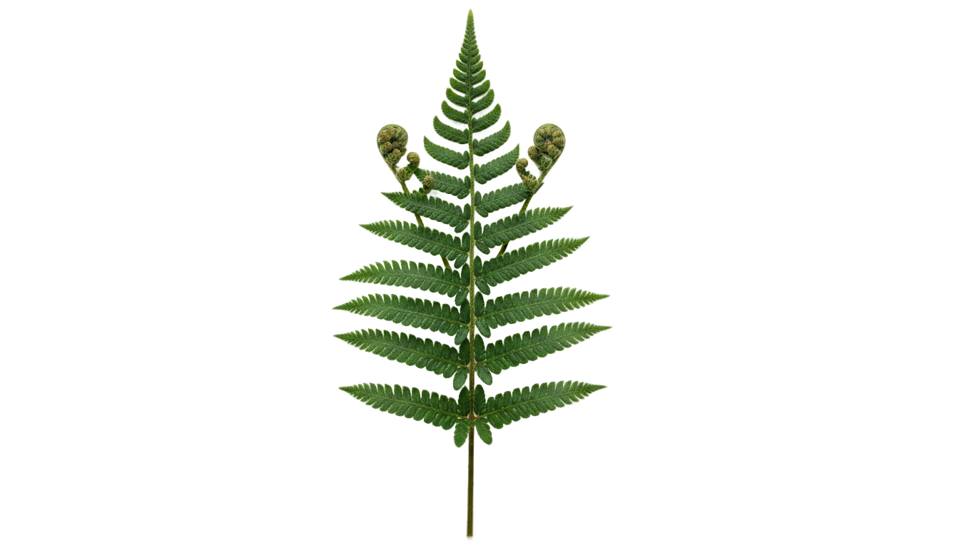 fern illustration png PNG transparent background