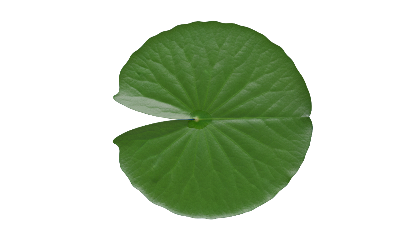 lily pad top view png PNG transparent background