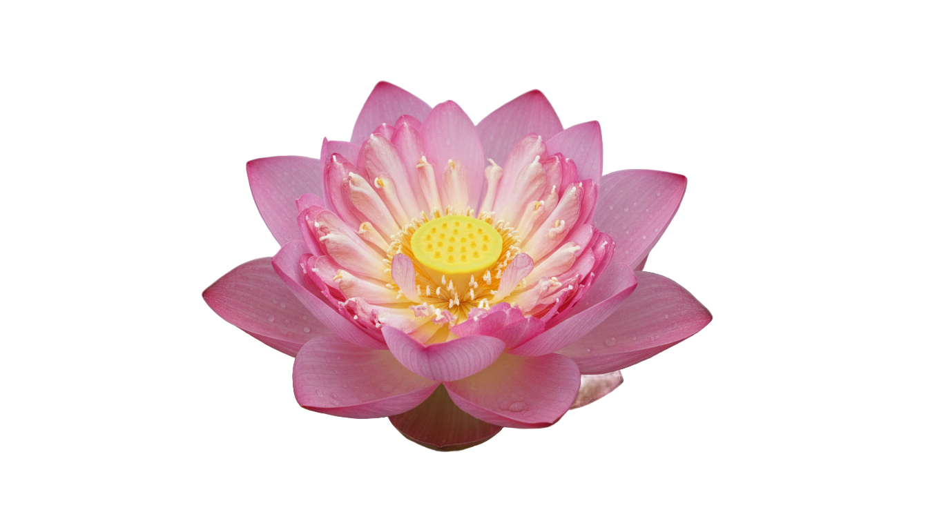 lotus animated png PNG transparent background