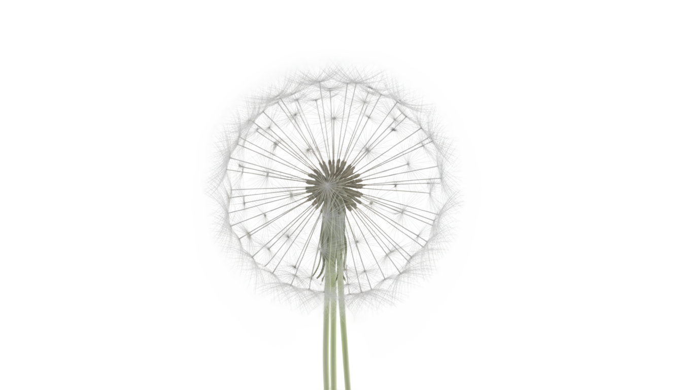 dandelion icon png PNG transparent background