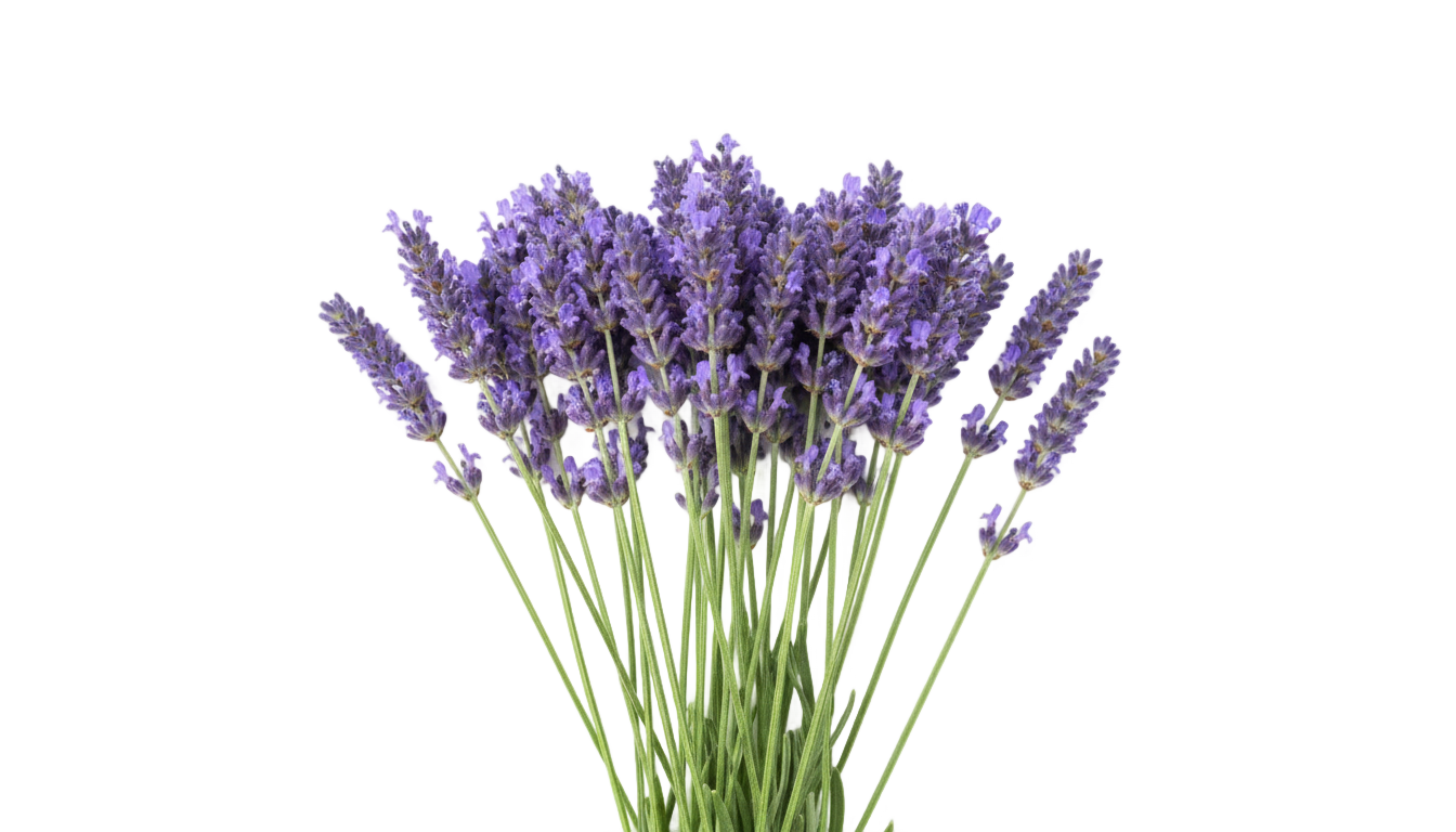 lavender flowers png PNG transparent background