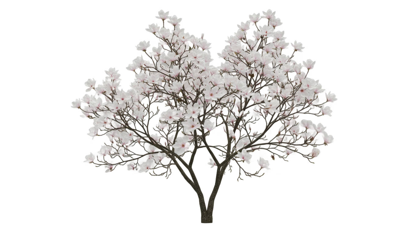 magnolia tree png white PNG transparent background