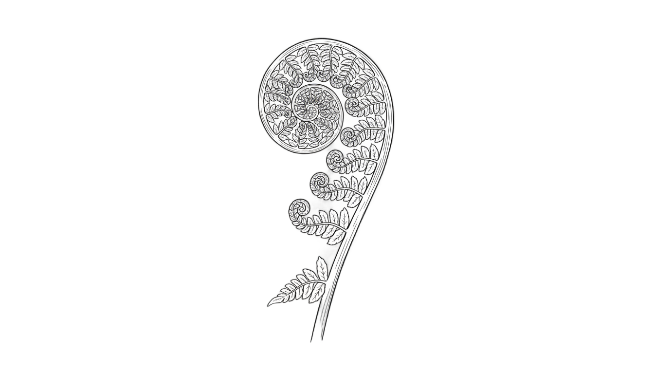 fern outline png PNG transparent background
