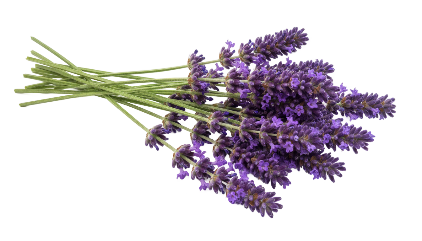 real lavender png PNG transparent background