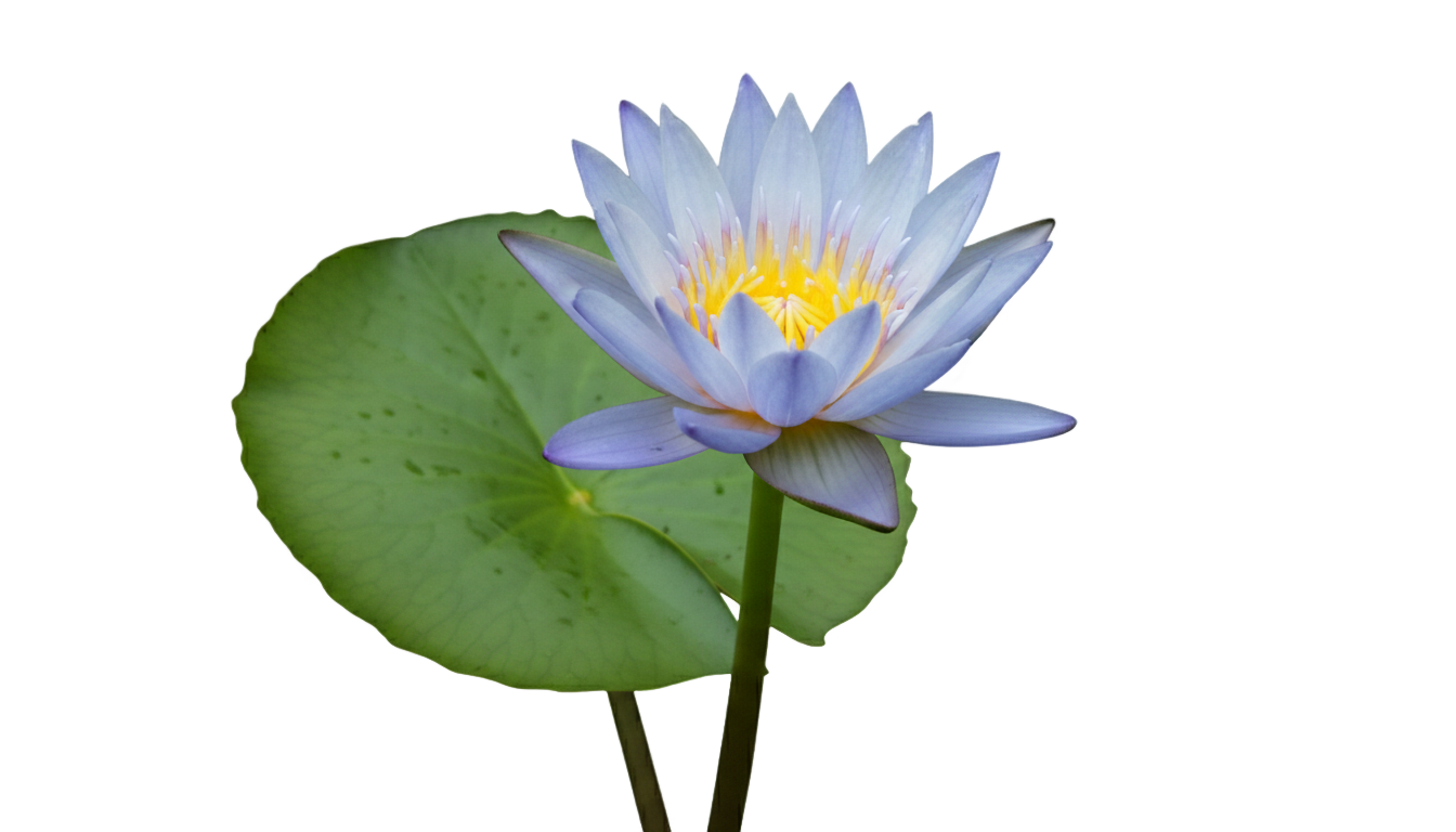 blue lily png PNG transparent background
