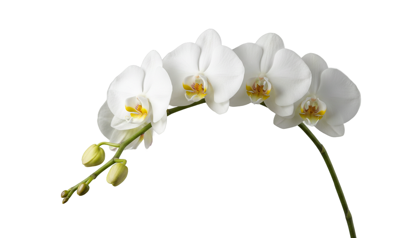 white phalaenopsis orchid png PNG transparent background
