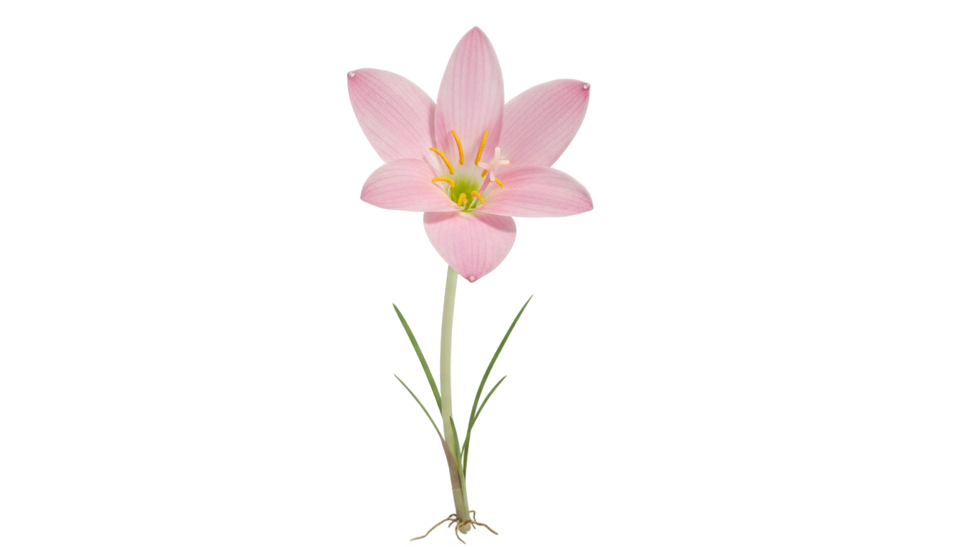 rain lily png PNG transparent background