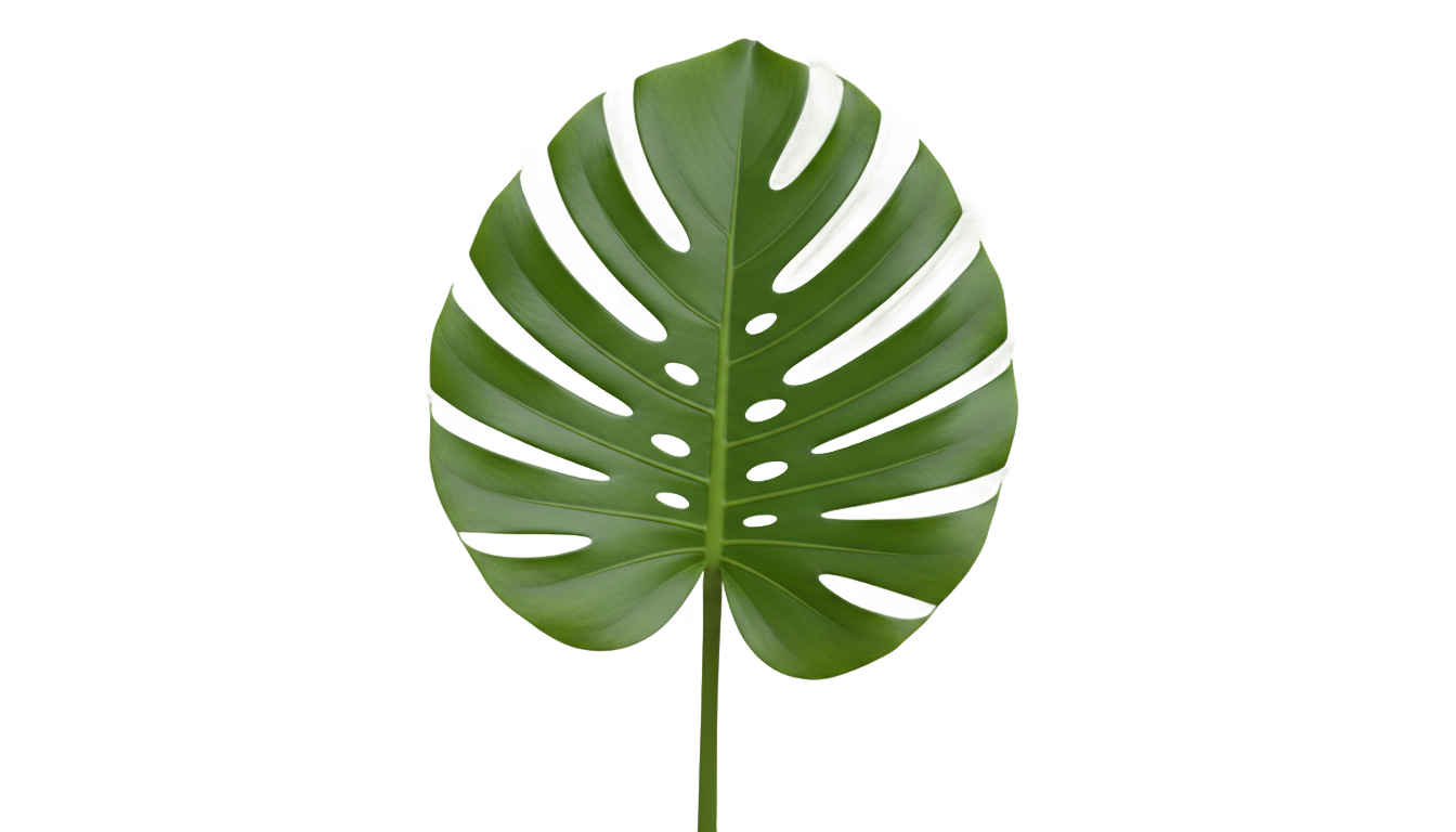 monstera illustration png PNG transparent background