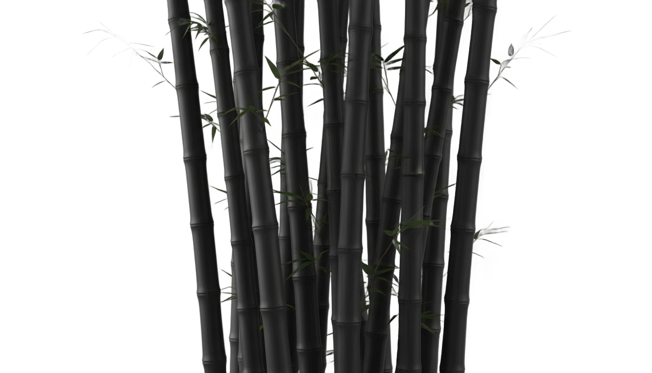 black bamboo png PNG transparent background