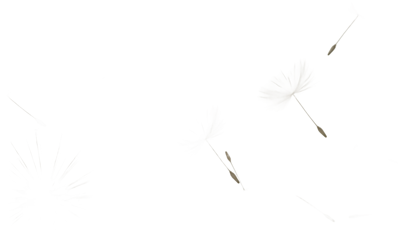 dandelion overlay png PNG transparent background