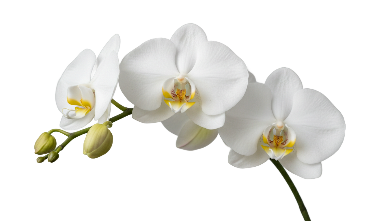 white orchid flower png PNG transparent background