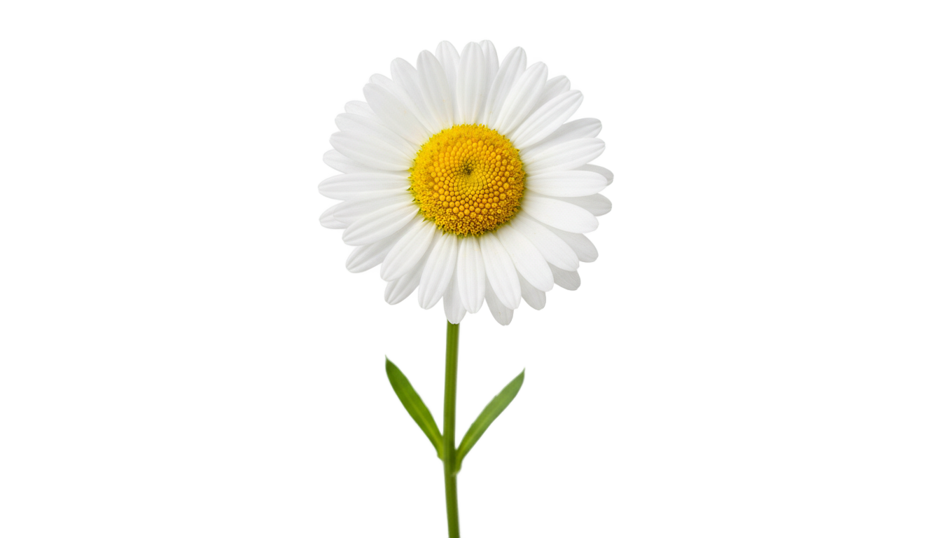 daisy illustration png PNG transparent background