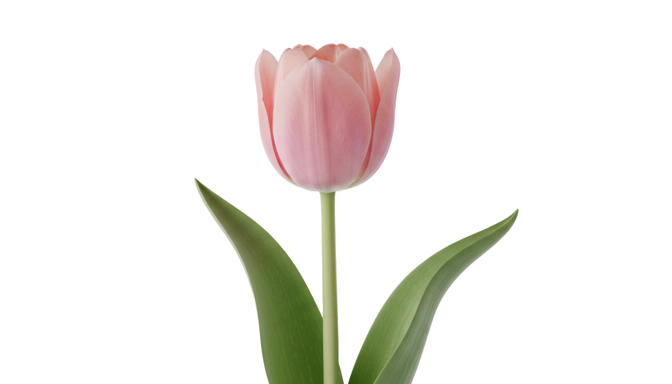 pink tulip png PNG transparent background