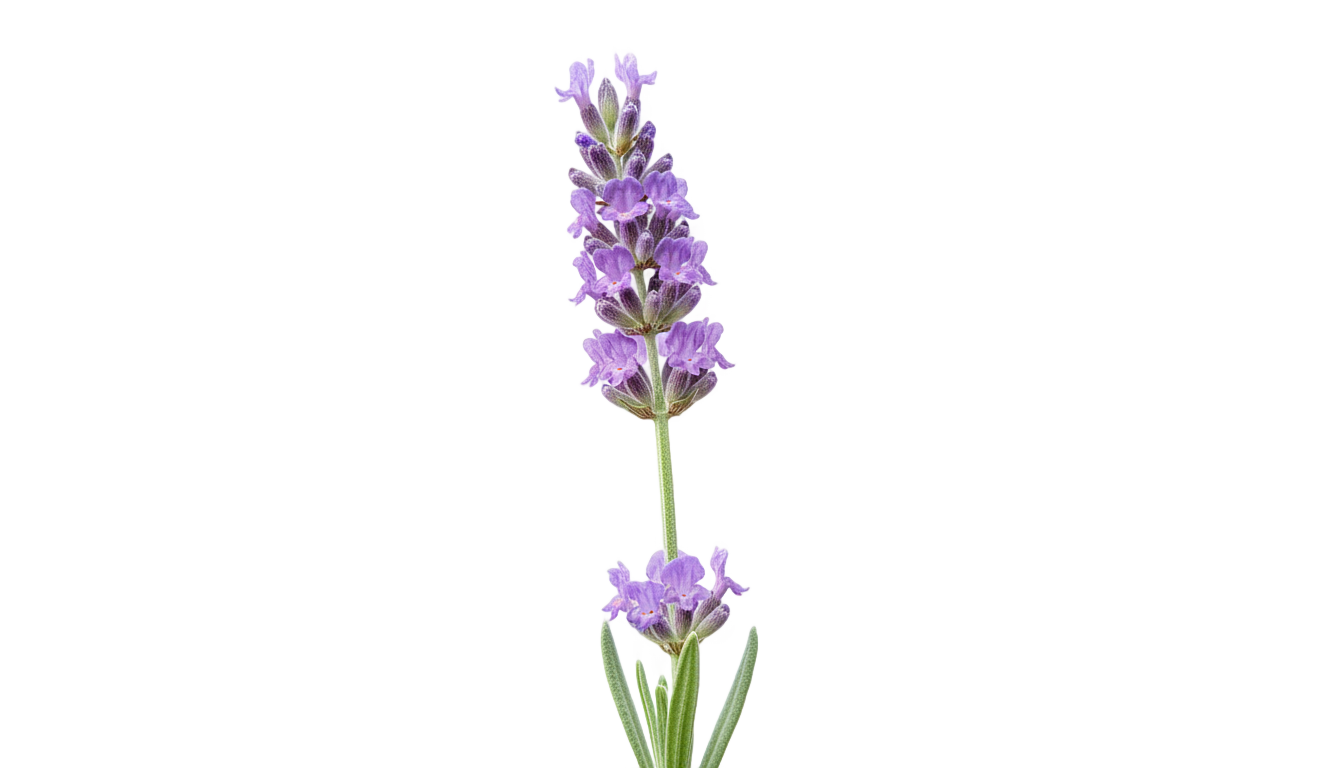 lavender flower png PNG transparent background