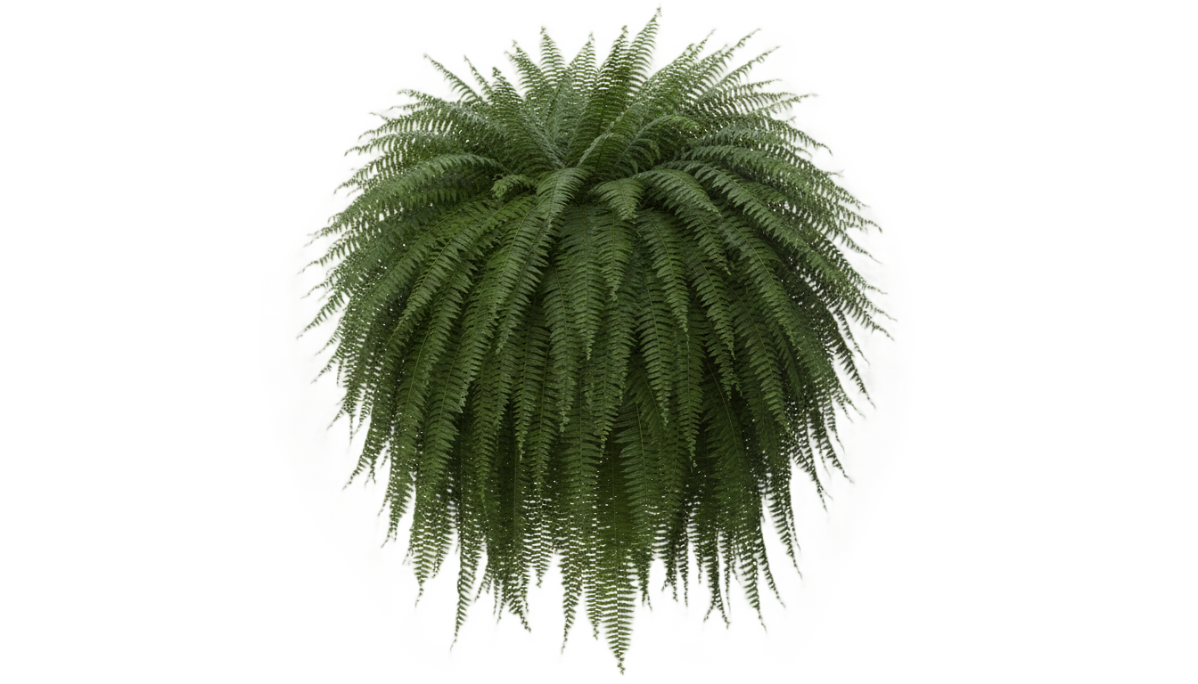 boston fern png PNG transparent background