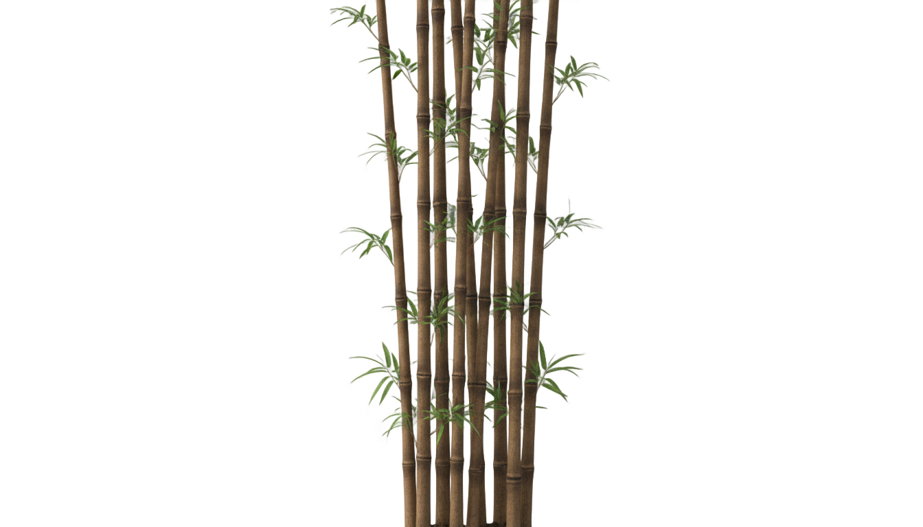 brown bamboo png PNG transparent background