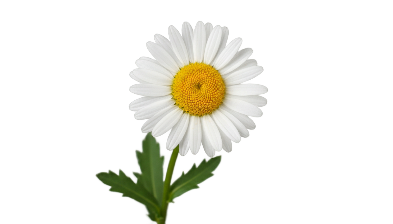 white daisy clipart png PNG transparent background