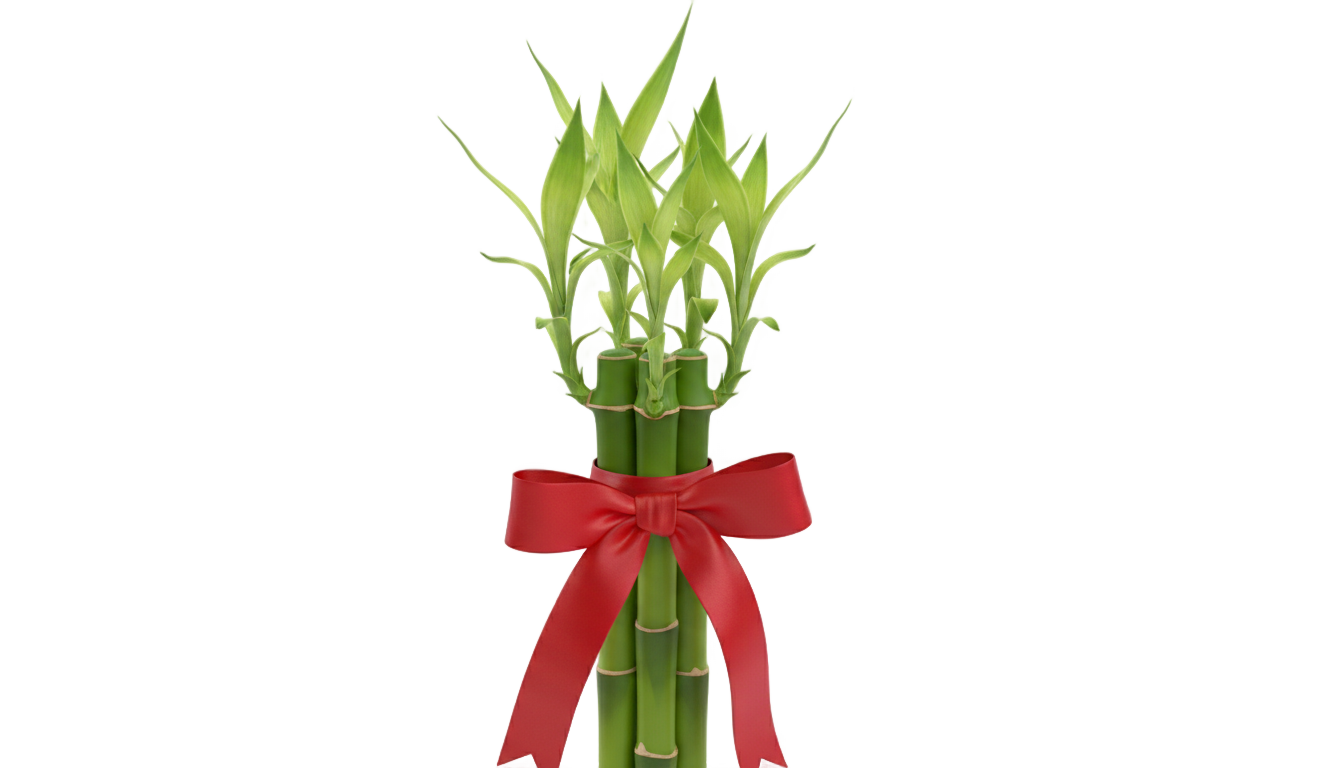 lucky bamboo png PNG transparent background