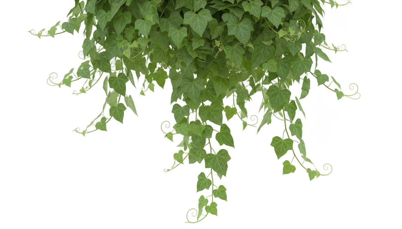 ivy plant png PNG transparent background