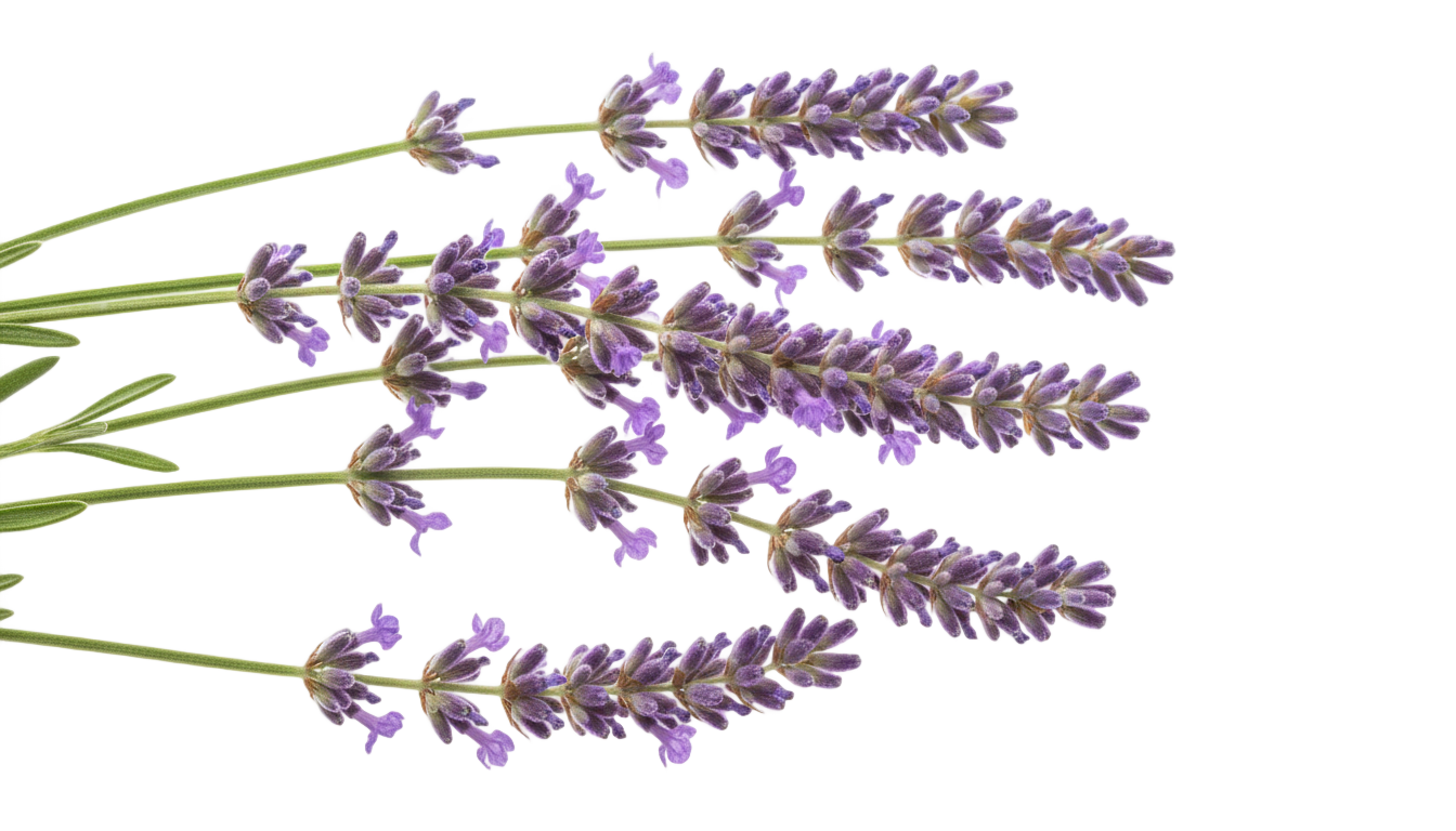 lavender art png PNG transparent background