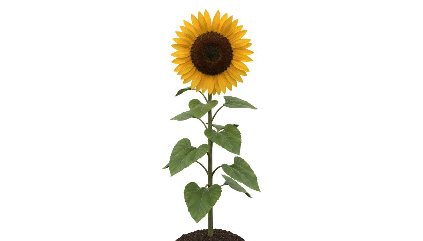 sunflower plant png PNG transparent background