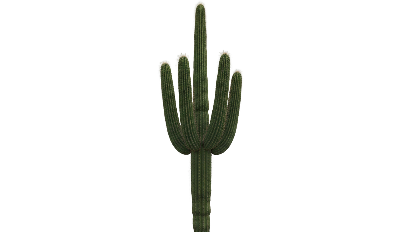 mexican cactus png PNG transparent background