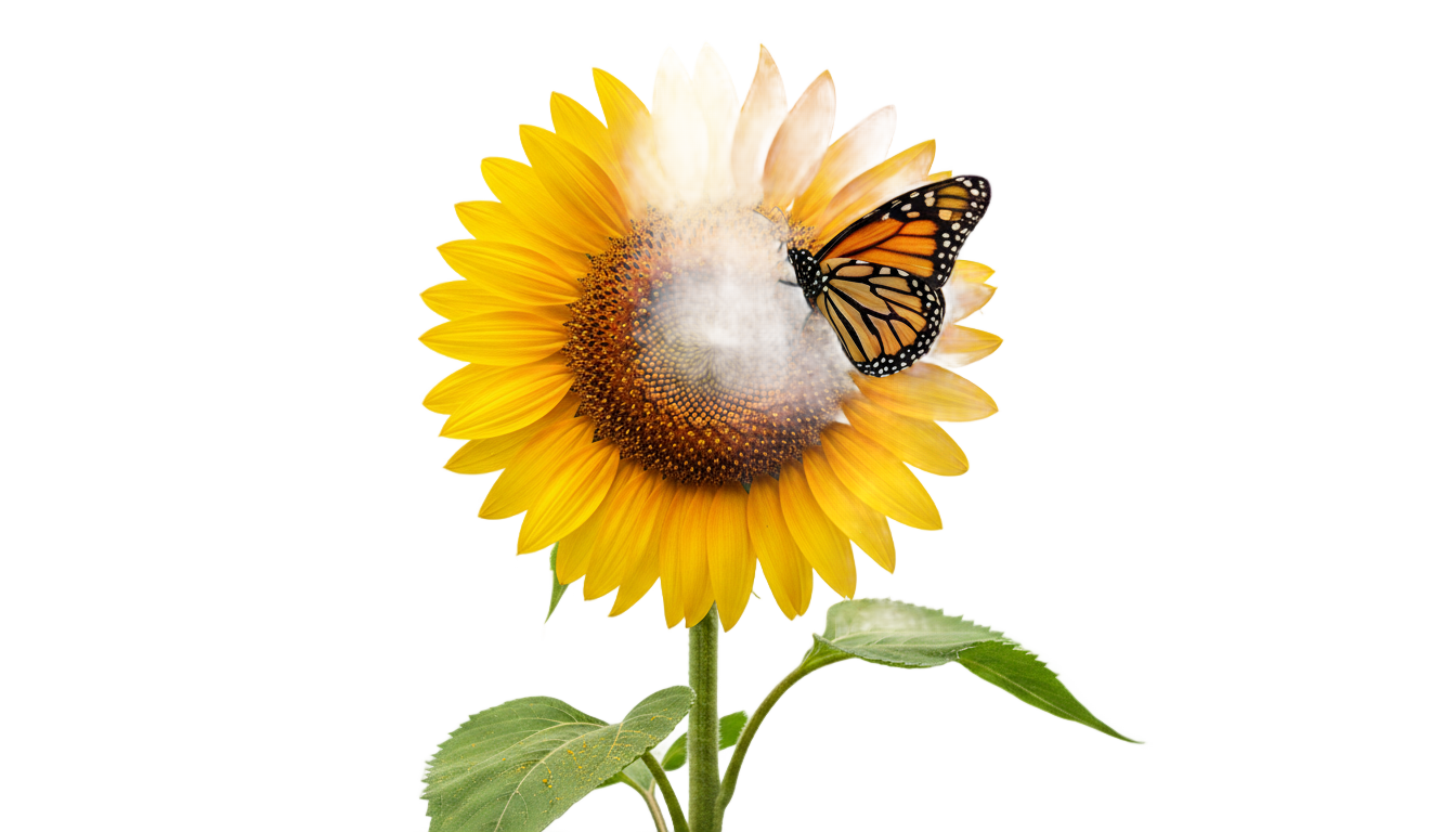 sunflower with butterfly png PNG transparent background
