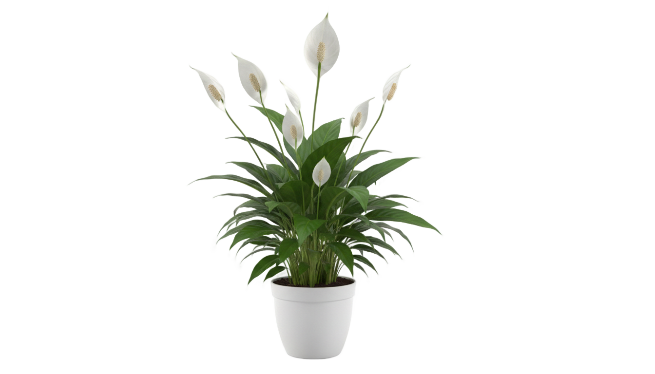 peace lily png PNG transparent background