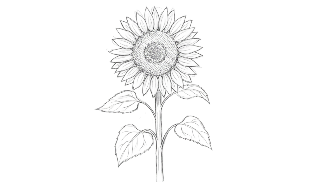 sunflower sketch png PNG transparent background