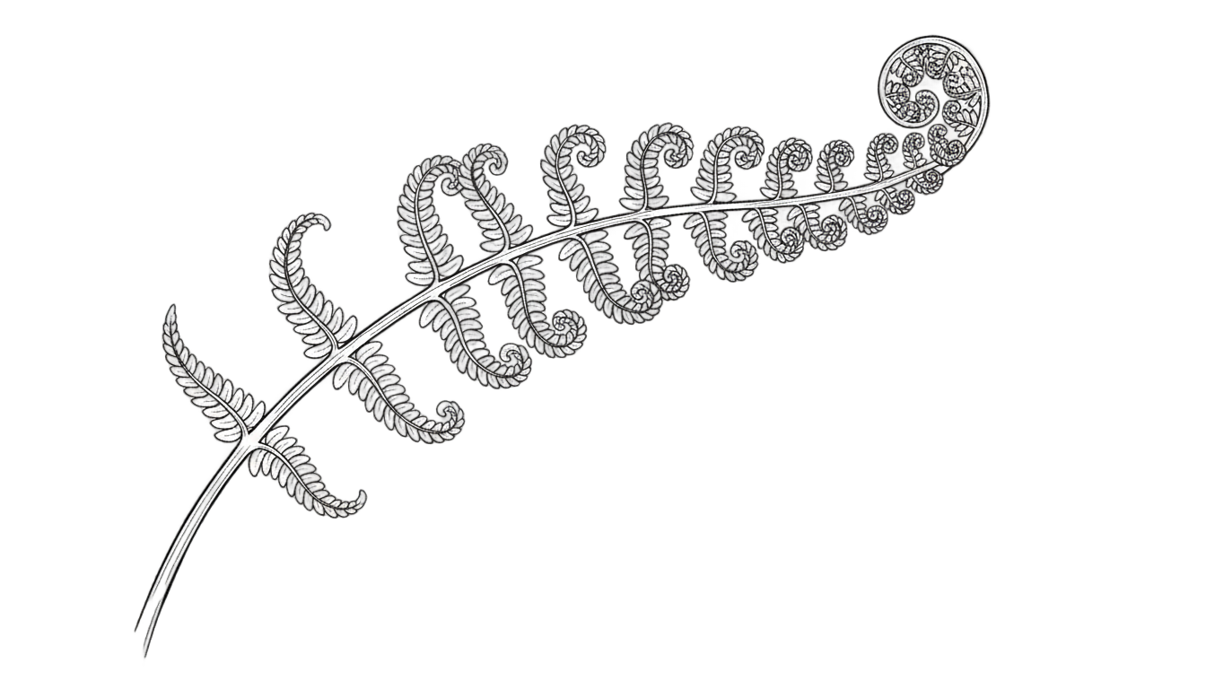 fern outline png PNG transparent background