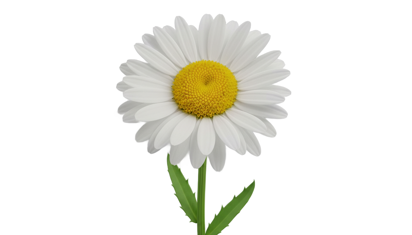 white daisy clipart png PNG transparent background