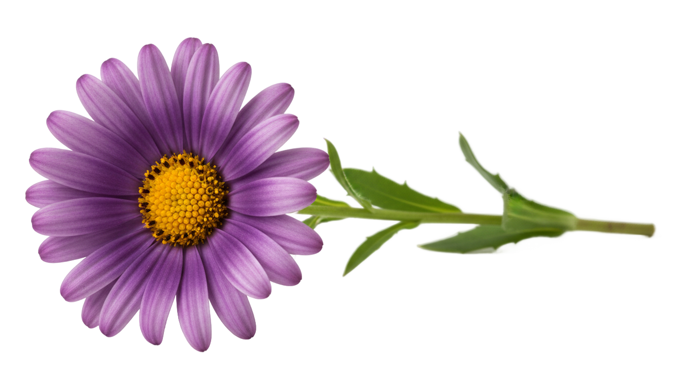 purple daisy flower png PNG transparent background