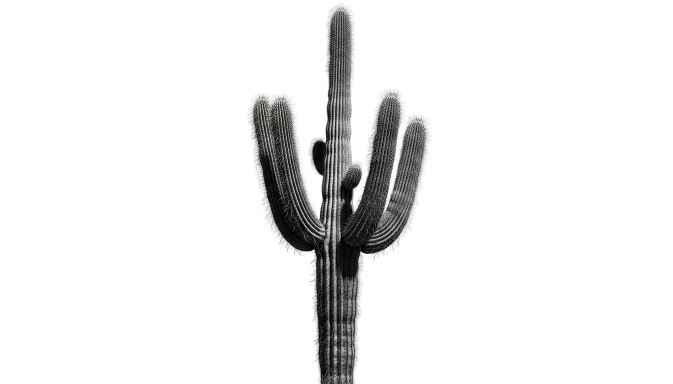 cactus png blanco y negro PNG transparent background