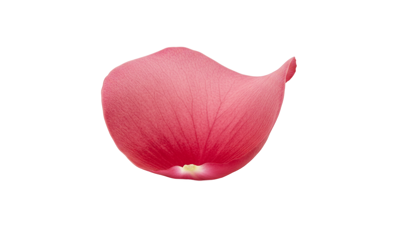 rose petal png PNG transparent background