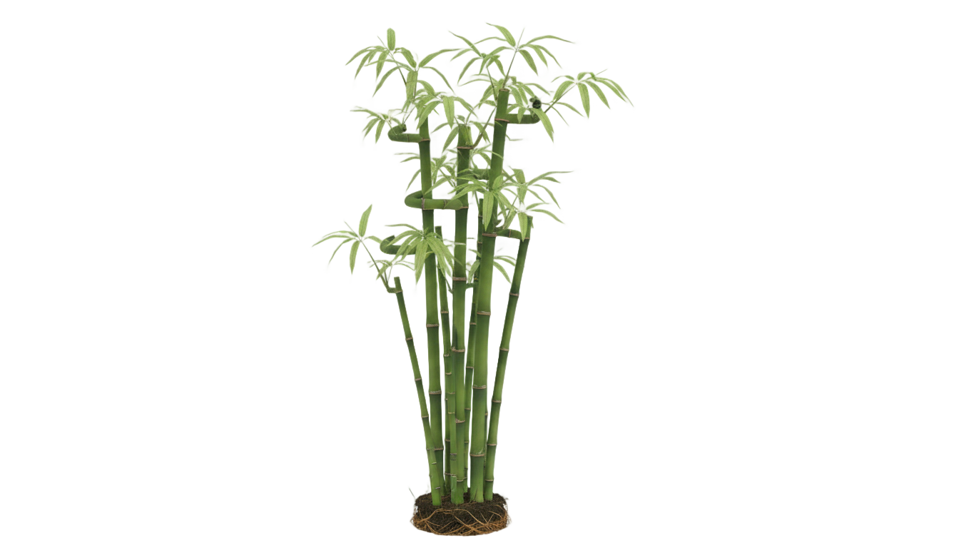 bamboo drawing png PNG transparent background