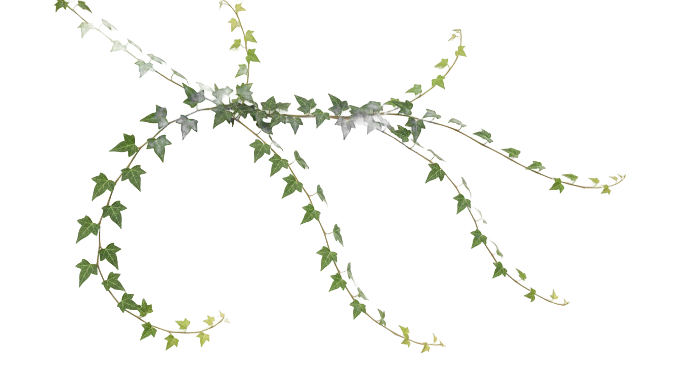 ivy drawing png PNG transparent background