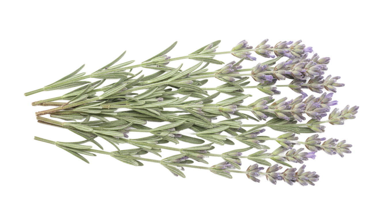 lavender leaves png PNG transparent background