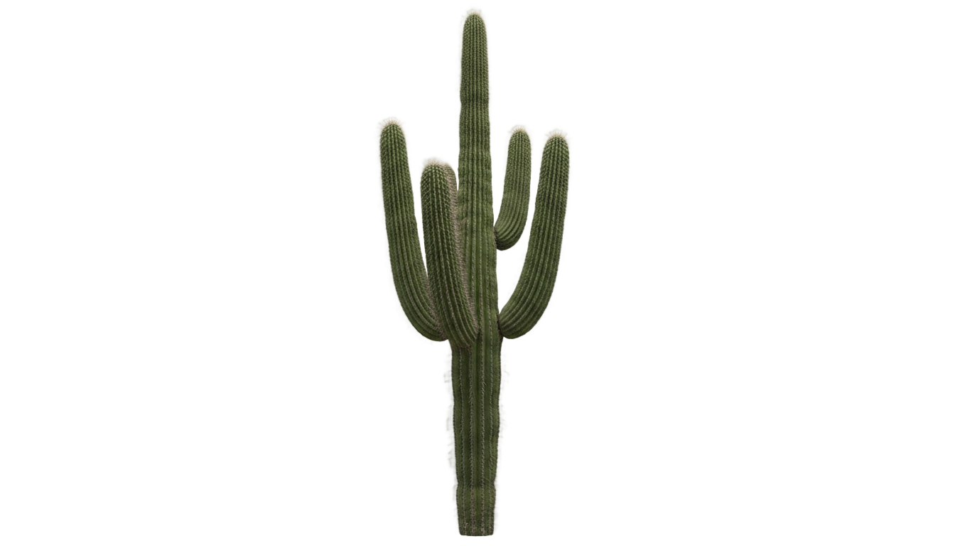 cactus tree png PNG transparent background