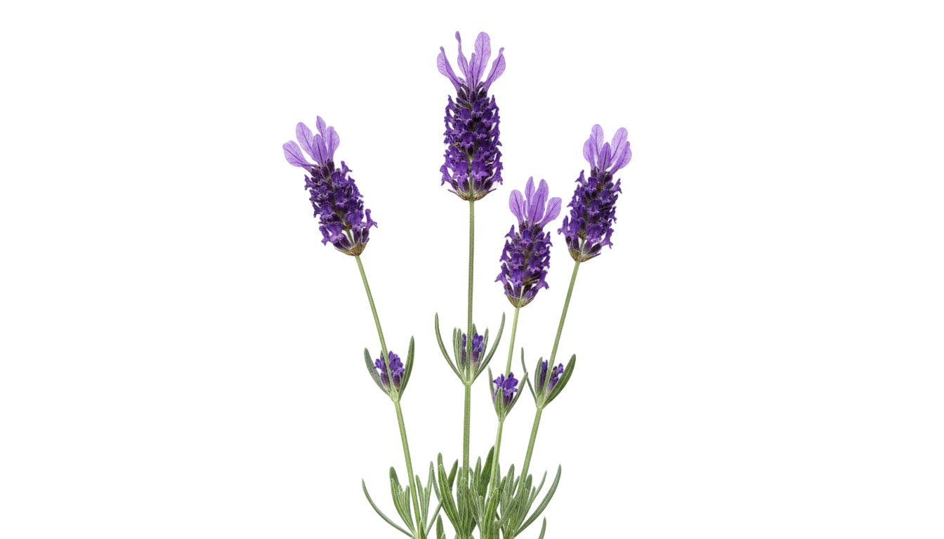 french lavender png PNG transparent background