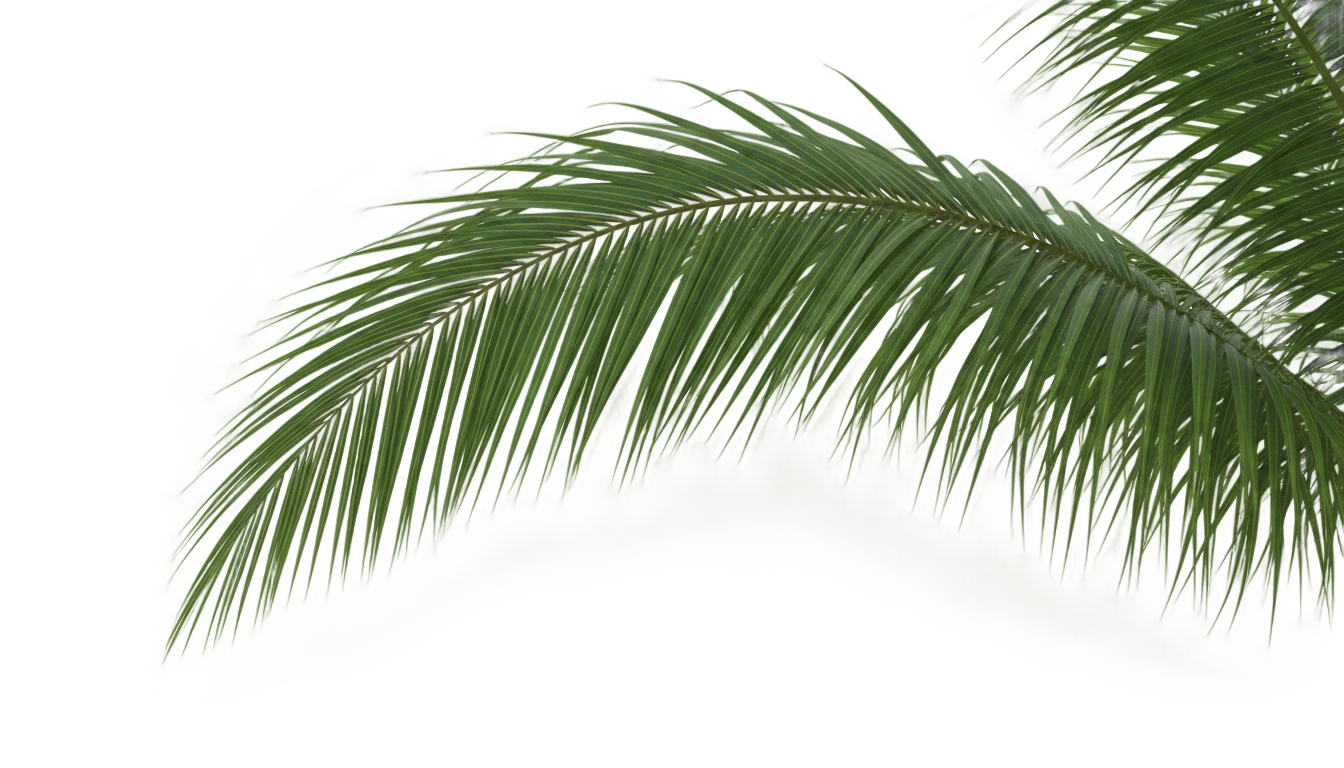 palm tree branch png PNG transparent background
