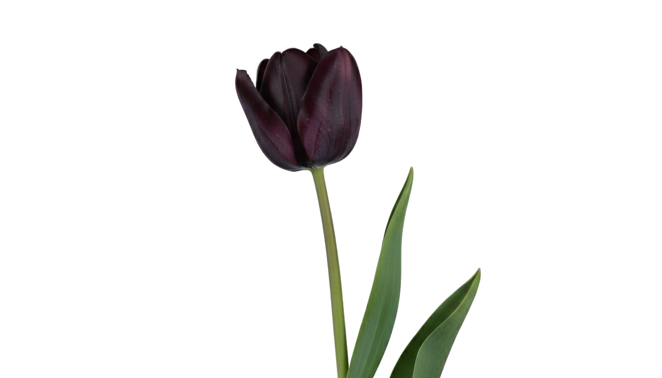 black tulip png PNG transparent background