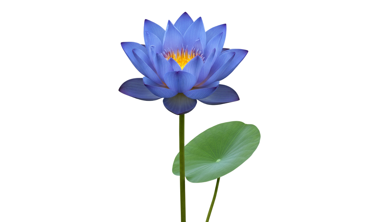 blue lotus png PNG transparent background