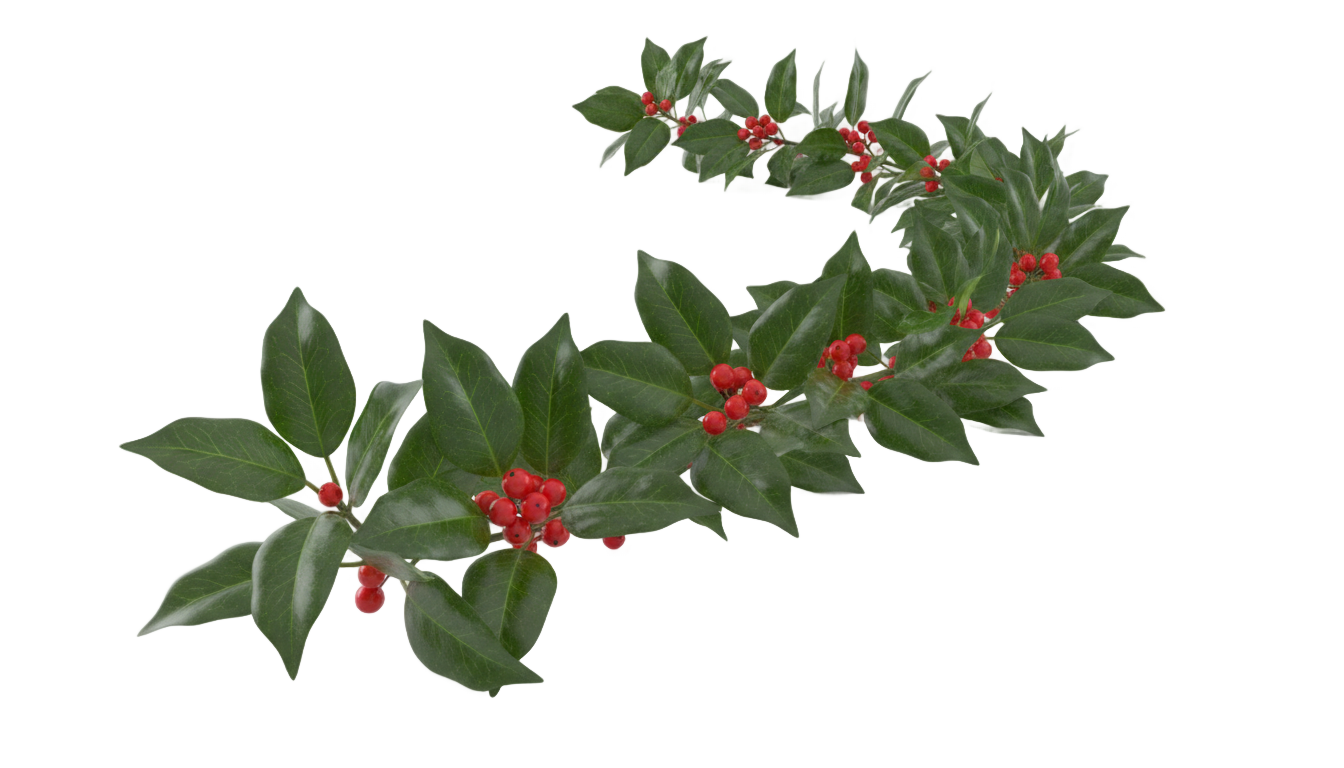 christmas ivy png PNG transparent background