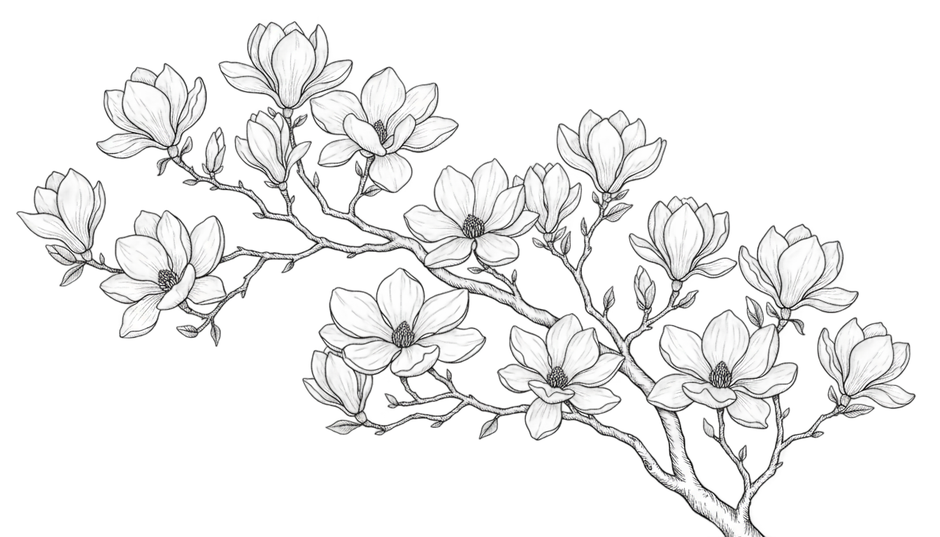 magnolia tree png black and white PNG transparent background