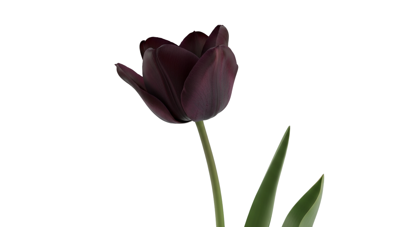 black tulip png PNG transparent background