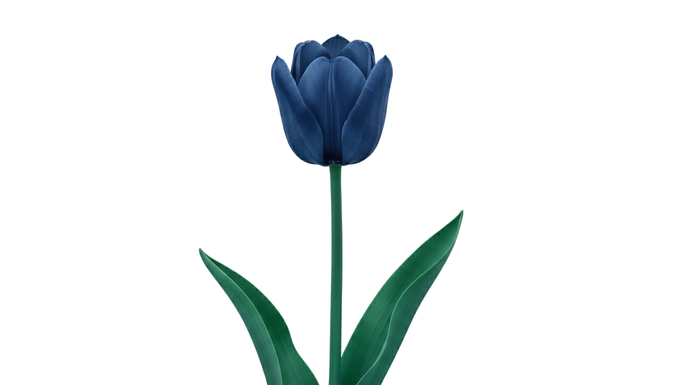 blue tulip png PNG transparent background