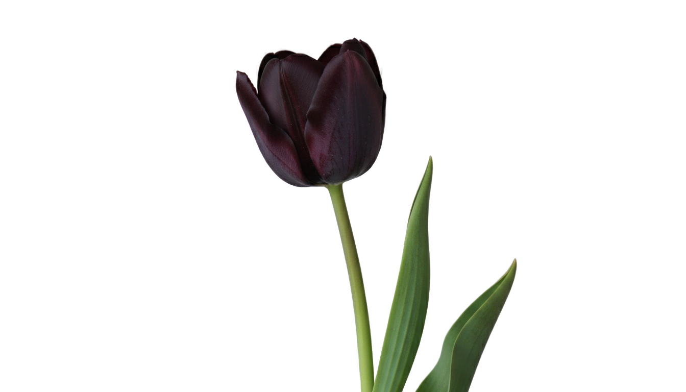 black tulip png PNG transparent background
